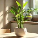 Indoor Chinese Bamboo Plant