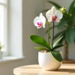 Reviving Beauty: Nurturing an Orchid Back to Life