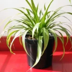 A vibrant indoor spider plant with long, arching green leaves in a black pot, sitting on a red wooden surface against a plain white wall, illustrating caring for spider plants and stylish houseplant design.