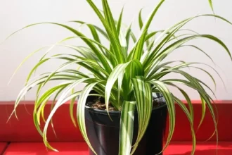 A vibrant indoor spider plant with long, arching green leaves in a black pot, sitting on a red wooden surface against a plain white wall, illustrating caring for spider plants and stylish houseplant design.