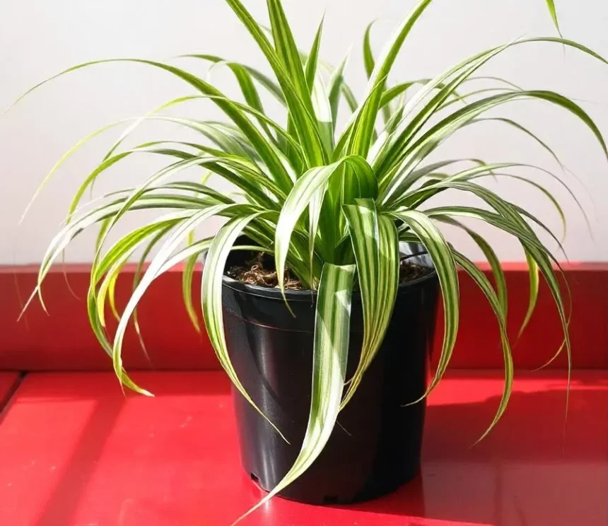 A vibrant indoor spider plant with long, arching green leaves in a black pot, sitting on a red wooden surface against a plain white wall, illustrating caring for spider plants and stylish houseplant design.