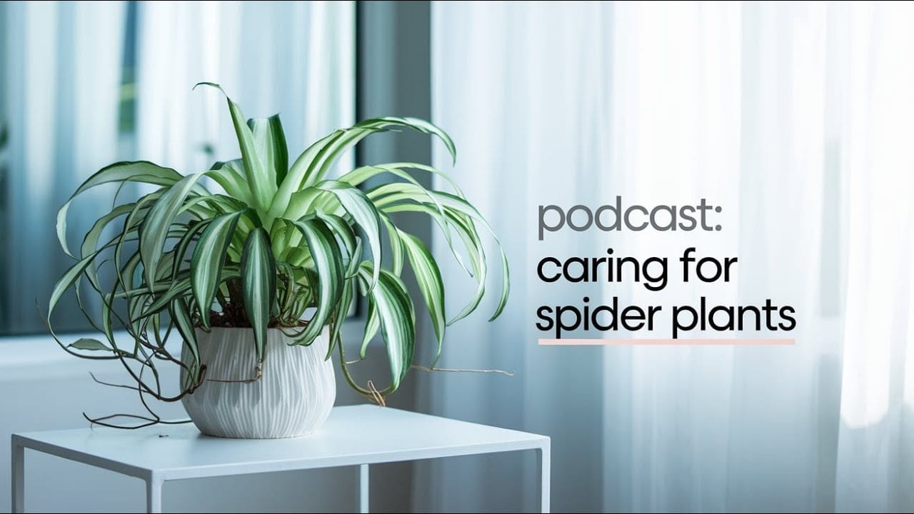 Podcast : Caring for Spider Plants, The Ultimate Guide