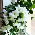 Close-up of Alsobia Dianthiflora with white fringed flowers and lush green leaves cascading from a windowsill.