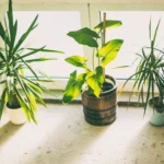 Three large indoor plants by a window, including a Yucca plant, a tropical plant with large green leaves in a wooden pot, and a Dragon Tree, basking in sunlight.