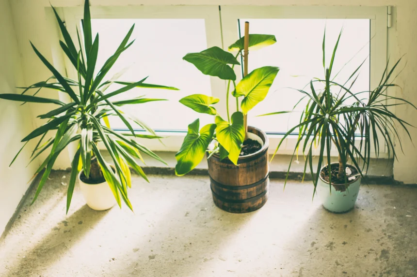 Three large indoor plants by a window, including a Yucca plant, a tropical plant with large green leaves in a wooden pot, and a Dragon Tree, basking in sunlight.