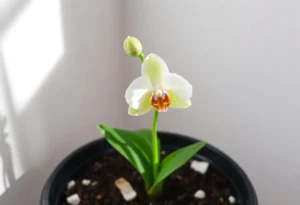 A Phalaenopsis orchid with a new flower spike and budding growth, set in a minimalist environment with pine bark and pumice in the pot.