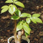 A healthy Pachira aquatica (Money Plant) in a white pot, showcasing its vibrant green, glossy leaves under sunlight, with a background of small rocks