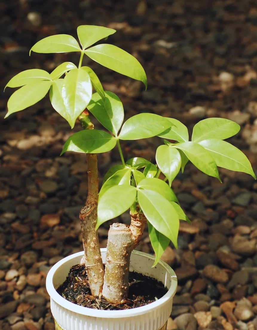 A healthy Pachira aquatica (Money Plant) in a white pot, showcasing its vibrant green, glossy leaves under sunlight, with a background of small rocks