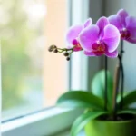 A blooming Phalaenopsis orchid with vibrant purple and white flowers, placed on a windowsill in bright indirect light, with a cozy indoor setting