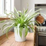 Spider plant (Chlorophytum comosum) in a white pot placed on a wooden countertop in a modern kitchen with bright natural light from a window