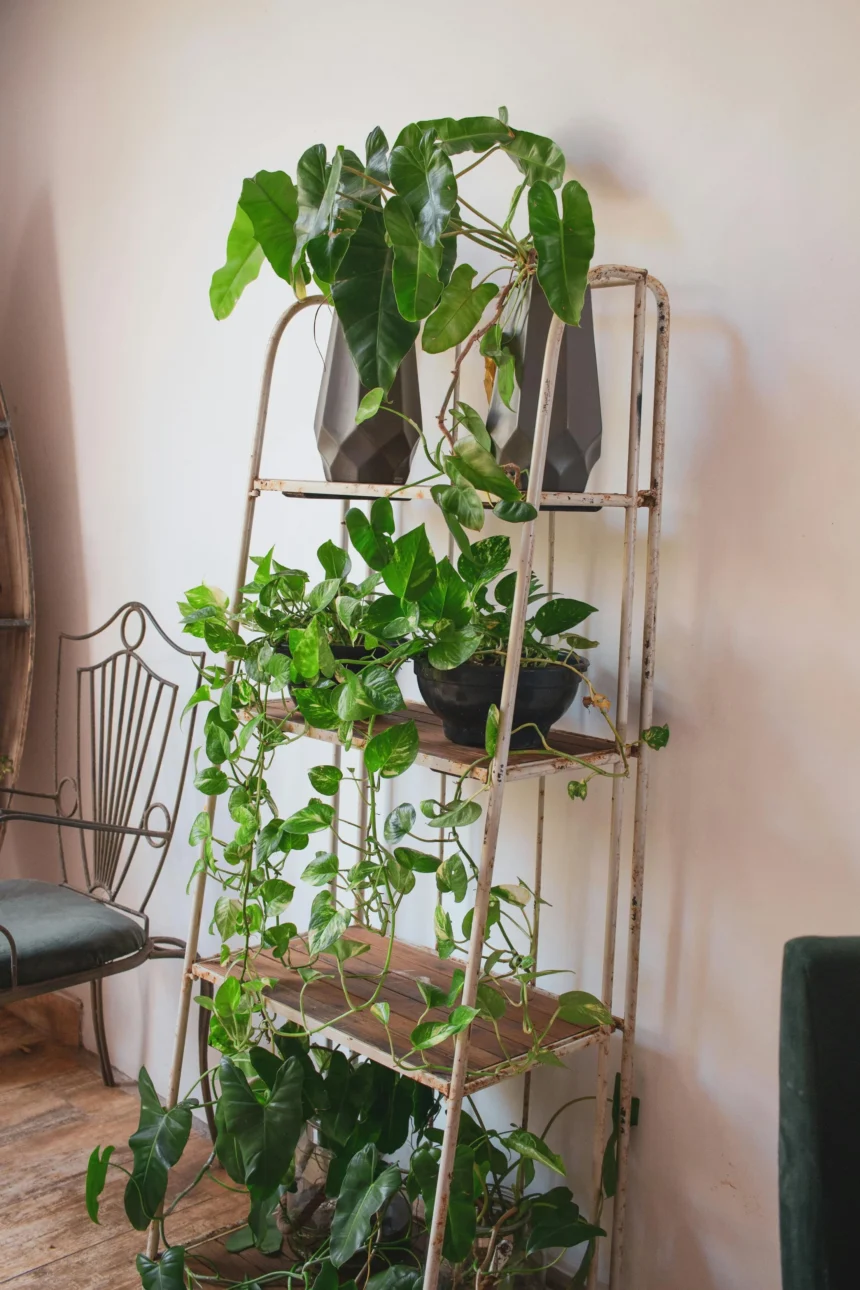 An old metal ladder repurposed as a plant stand holding various houseplants