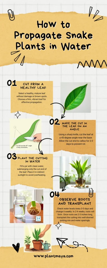 Infographic illustrating how to propagate snake plants in water, including steps to cut a leaf, make an angled cut, place it in water, observe root growth, and transplant into soil.