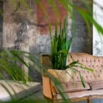 Indoor space featuring easy-care Home Depot indoor plants like snake plants, pothos, ZZ plants, and more, arranged in stylish planters.