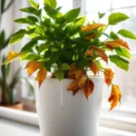 Potted indoor plant with a mix of healthy green leaves and brown, wilted leaves, showing signs of distress in front of a bright window.