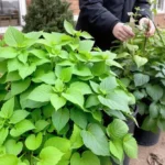 Gardener inspecting outdoor plants for pests before bringing them inside for winter