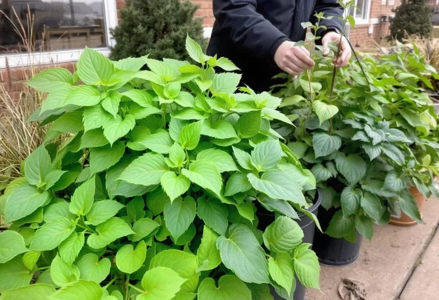 Gardener inspecting outdoor plants for pests before bringing them inside for winter