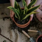 Person repotting a snake plant in a terracotta pot on a burlap-covered table, with garden tools and soil scattered around.