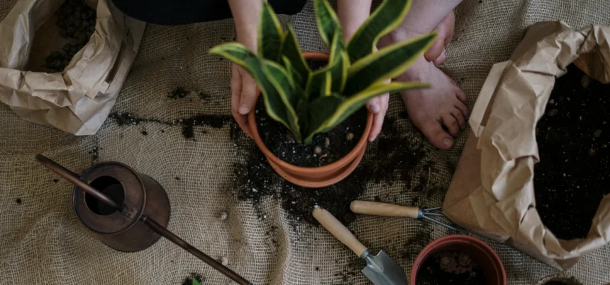 Person repotting a snake plant in a terracotta pot on a burlap-covered table, with garden tools and soil scattered around.