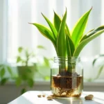 Snake plant (Sansevieria trifasciata) in a clear glass container with visible roots in water, surrounded by decorative stones and other green plants