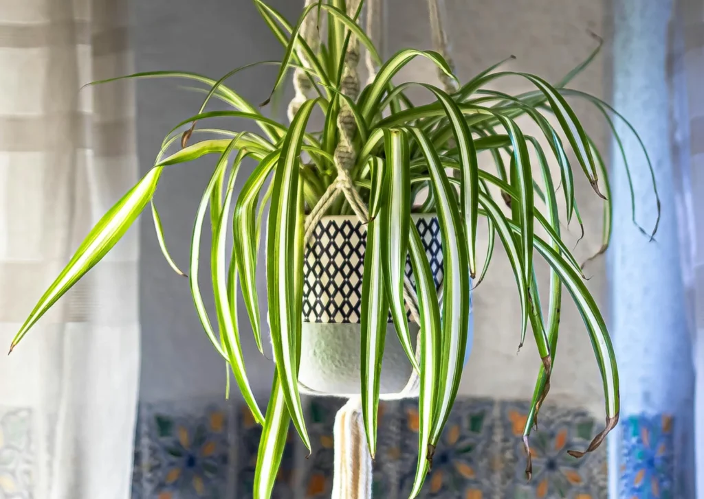 A spider plant in a decorative hanging pot, placed near a window with sheer curtains allowing soft, indirect sunlight to filter through.