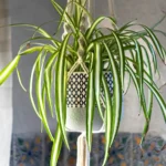 A spider plant in a decorative hanging pot, placed near a window with sheer curtains allowing soft, indirect sunlight to filter through.