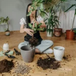 Person repotting an indoor plant with soil and gardening tools, preparing to add fertilizer. Several potted plants in the background with gardening supplies on the floor.