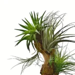 A cluster of vibrant green air plants (Tillandsia) attached to a piece of driftwood, showcasing their unique and spiky leaf patterns against a white background.