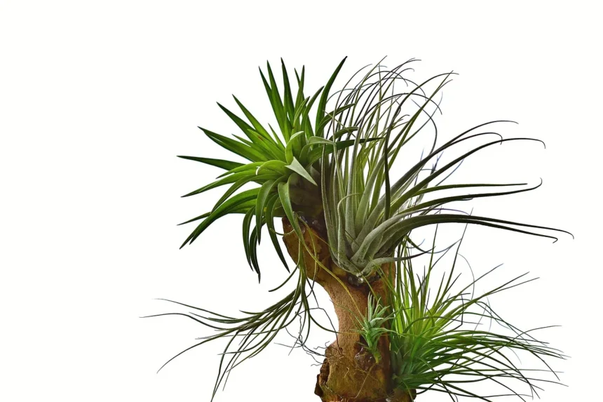 A cluster of vibrant green air plants (Tillandsia) attached to a piece of driftwood, showcasing their unique and spiky leaf patterns against a white background.