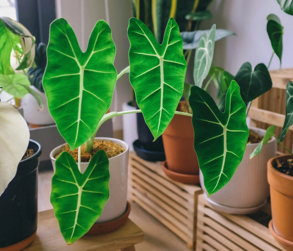 Colocasia Indoor Plant