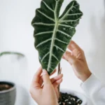 Close-up of a person holding a green Alocasia Polly leaf with white veins, showcasing its unique shape and texture.