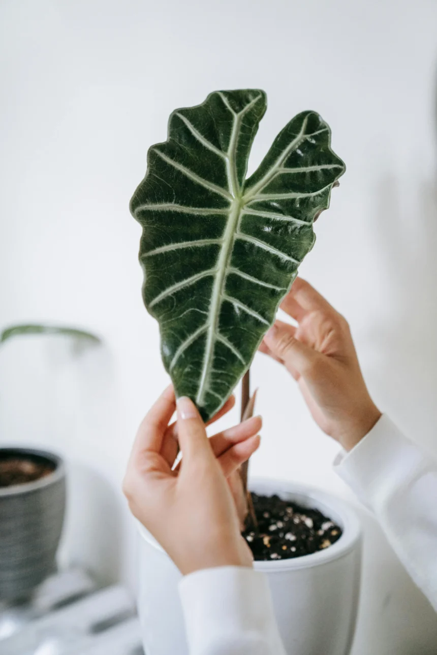 Close-up of a person holding a green Alocasia Polly leaf with white veins, showcasing its unique shape and texture.