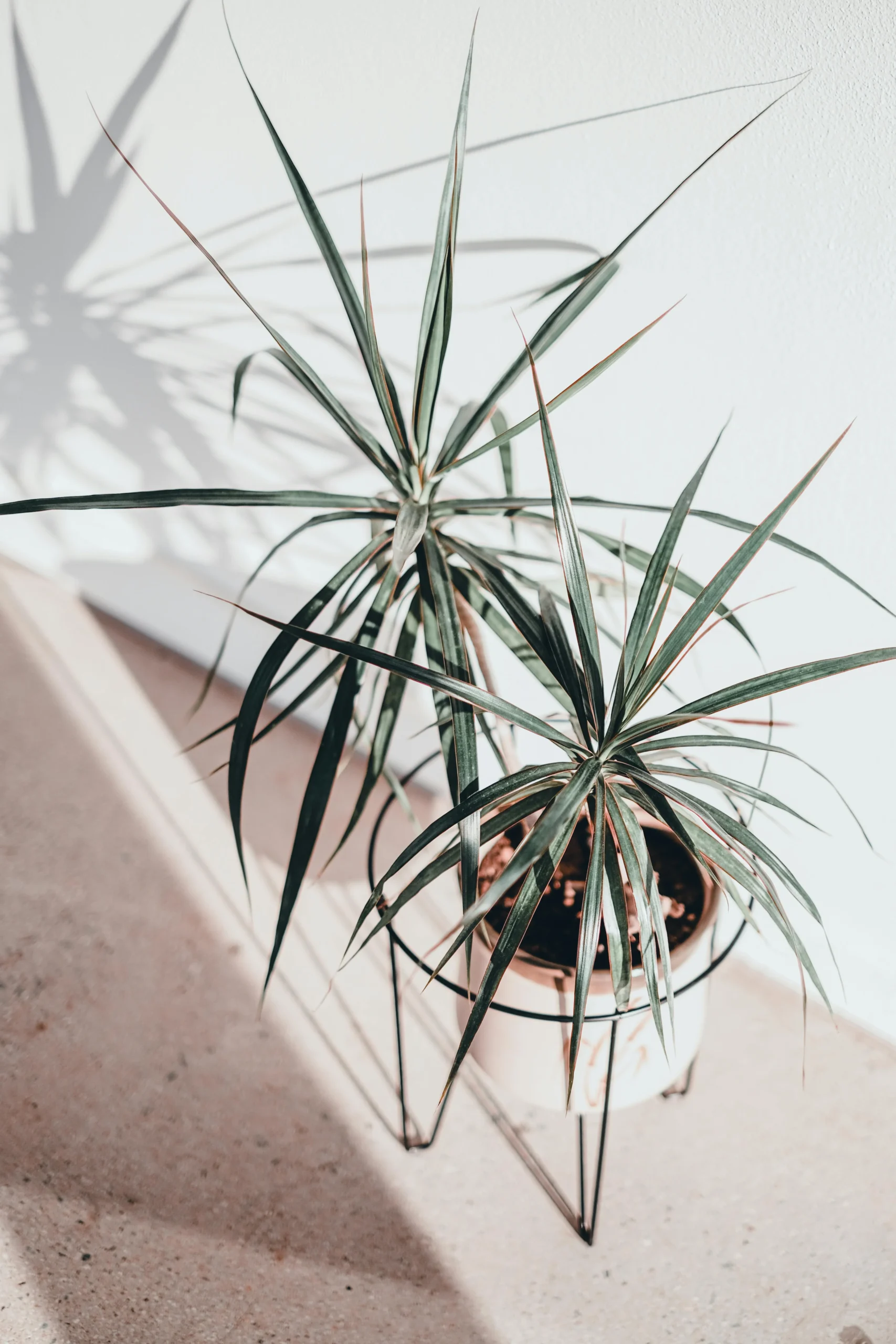 Dracaena Plant 