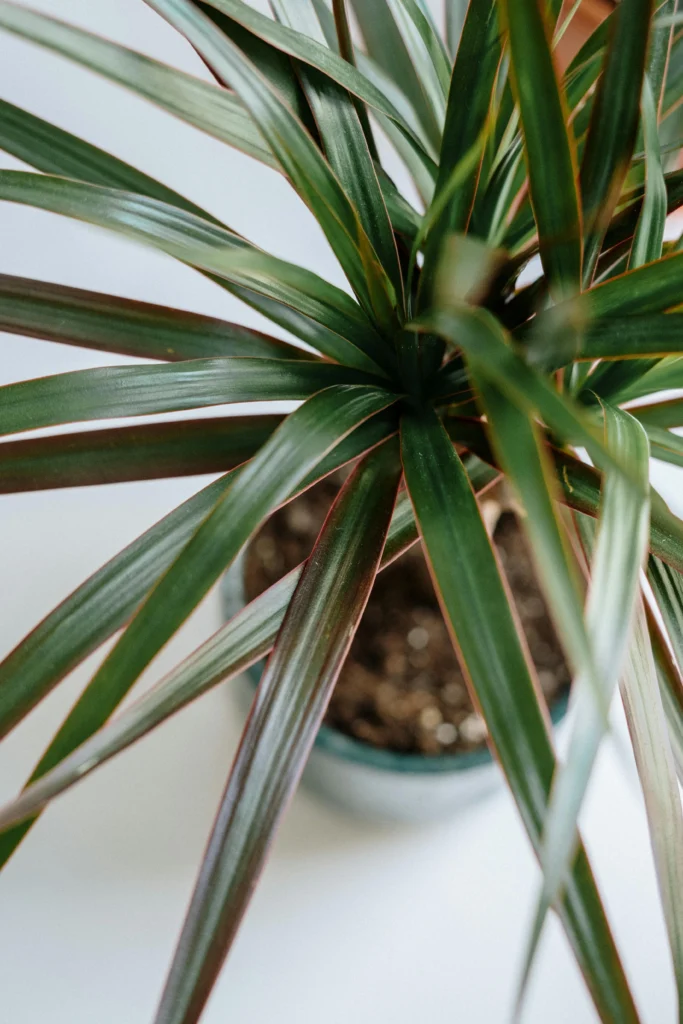 Dracaena Plant 