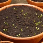 Young indoor house plant seedlings sprouting in a brown pot filled with soil.