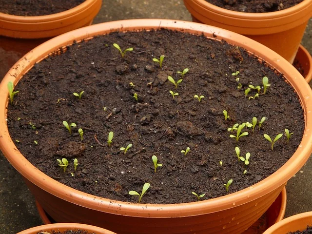 Young indoor house plant seedlings sprouting in a brown pot filled with soil.