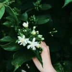 Hand holding a jasmine plant with white flowers and green leaves, surrounded by dense foliage.