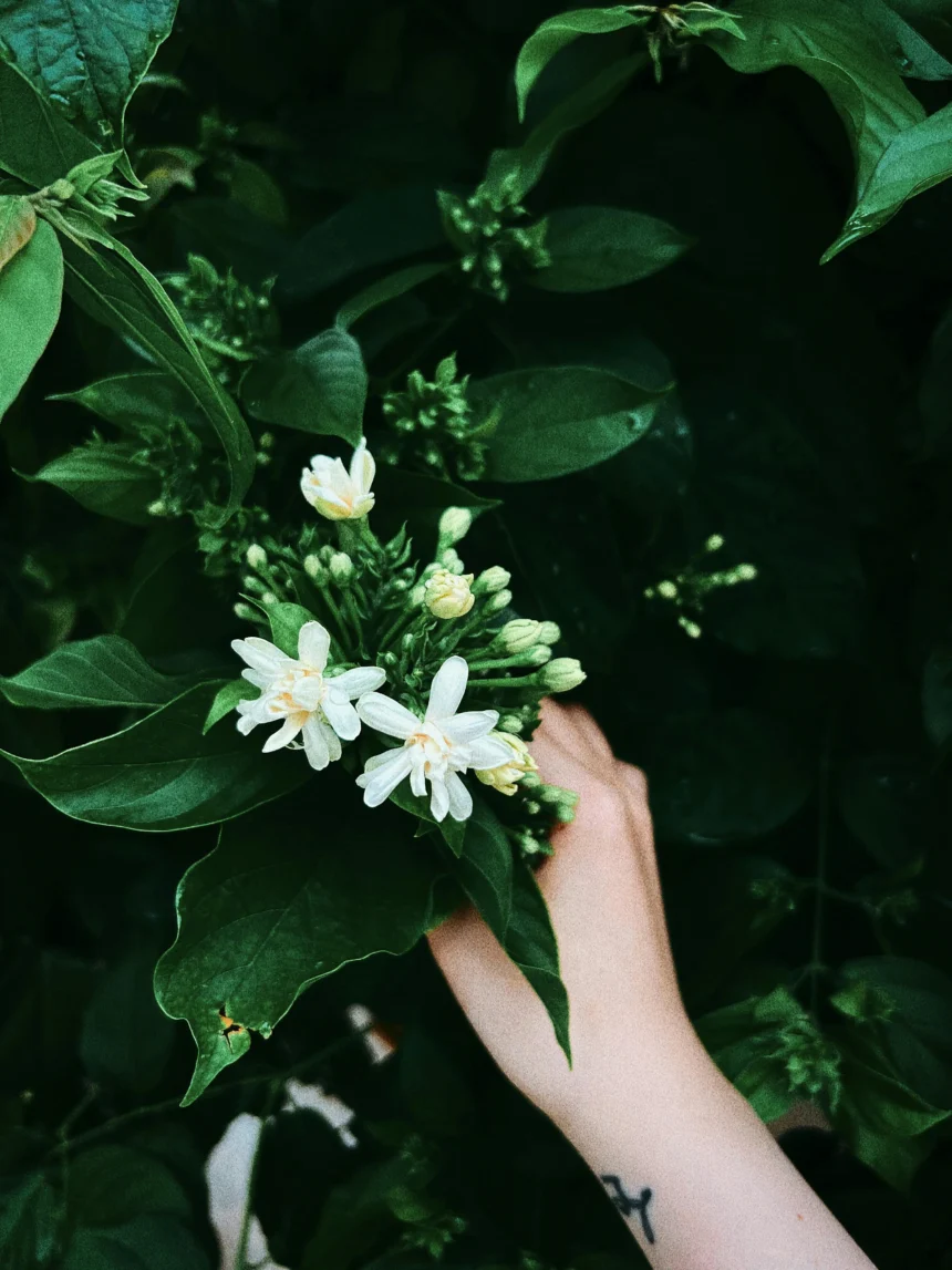 Hand holding a jasmine plant with white flowers and green leaves, surrounded by dense foliage.