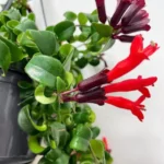 Close-up of a lipstick plant with dark red and bright red tubular flowers, surrounded by glossy green leaves in a hanging pot.