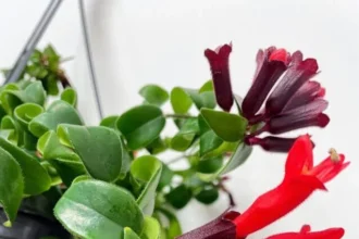 Close-up of a lipstick plant with dark red and bright red tubular flowers, surrounded by glossy green leaves in a hanging pot.