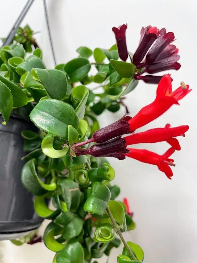 Close-up of a lipstick plant with dark red and bright red tubular flowers, surrounded by glossy green leaves in a hanging pot.