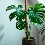 Monstera plant supported by a moss pole in a decorative pot