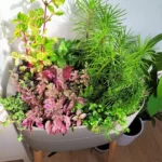 unusual indoor plants.Colorful assortment of indoor plants in a stylish container under natural light.