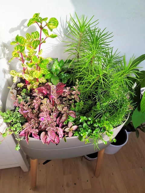 unusual indoor plants.Colorful assortment of indoor plants in a stylish container under natural light.