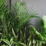 A variety of fast-growing indoor plants with lush green leaves, ideal for transforming indoor spaces quickly.