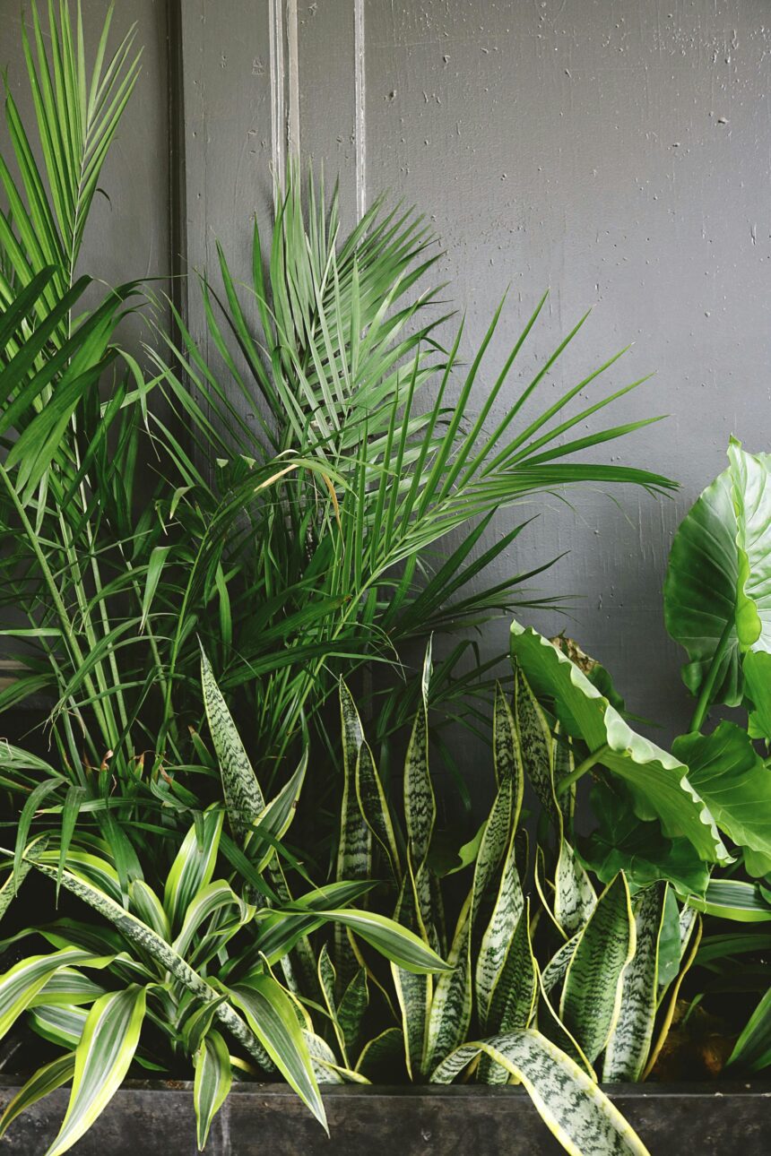 A variety of fast-growing indoor plants with lush green leaves, ideal for transforming indoor spaces quickly.