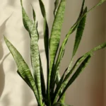 A snake plant with long, green, patterned leaves in a white pot on a red surface, positioned near natural light.