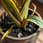 A snake plant with droopy leaves and soggy soil.