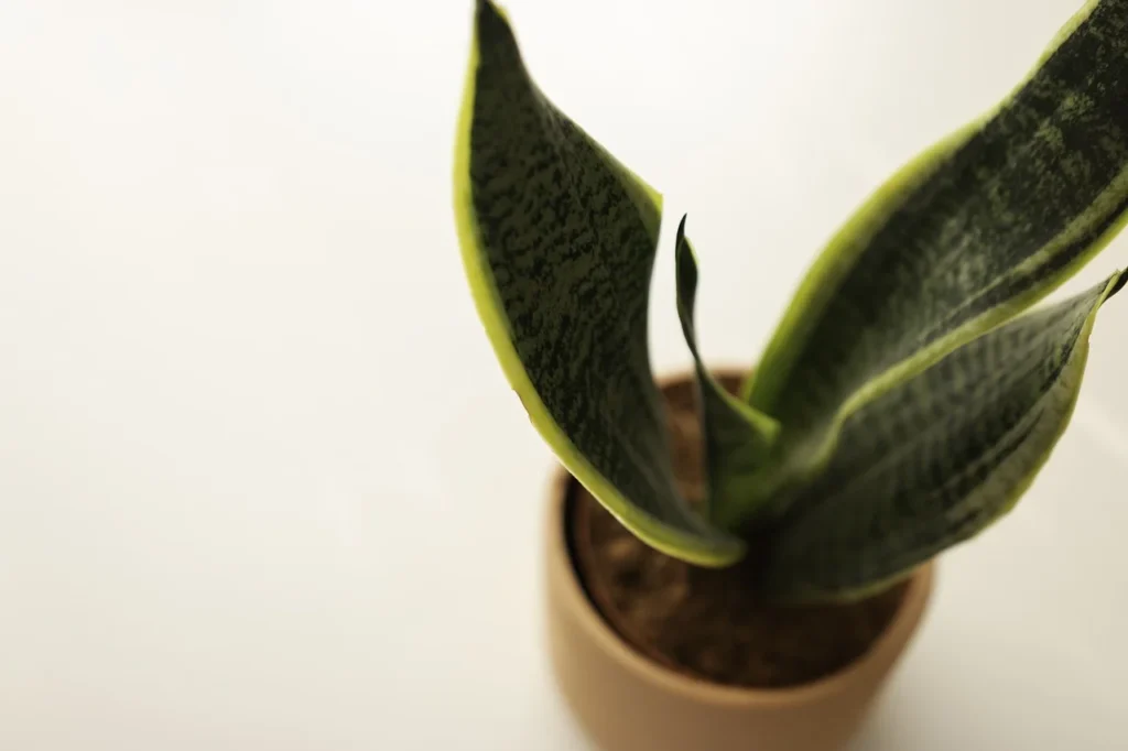 snake plant care during propagation