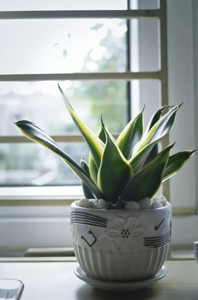 snake plant care during propagation