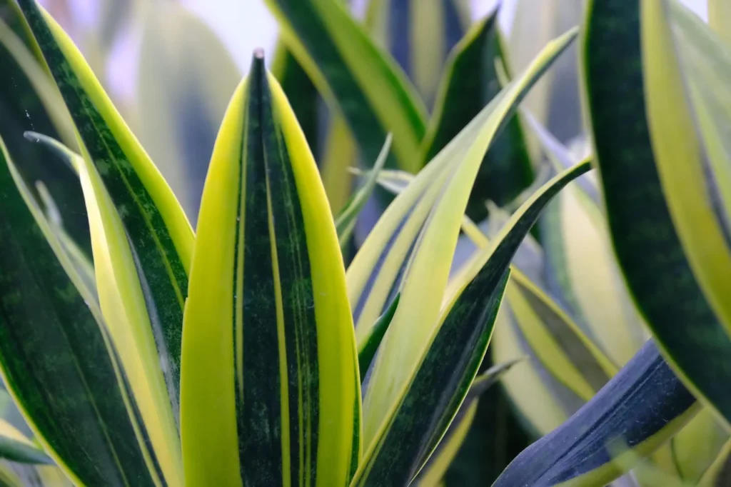 snake plant care during propagation 